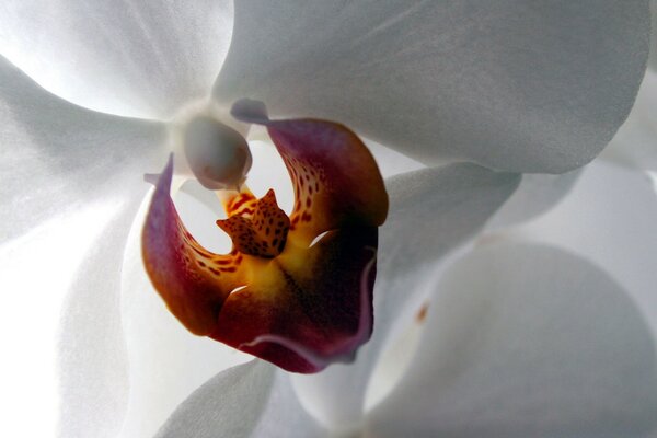 A beautiful orchid for a screensaver