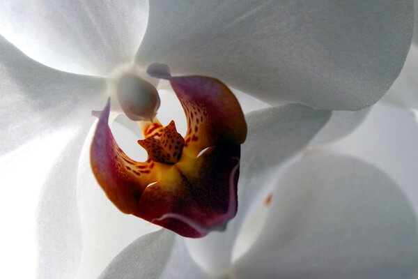 Linda orquídea no protetor de tela