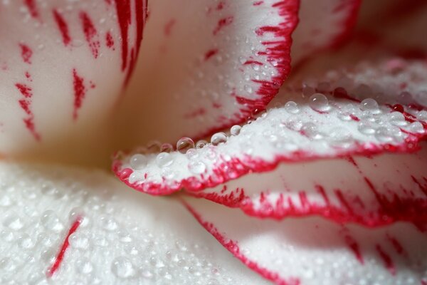 Fotografia Macro de rosa branca e rosa com orvalho