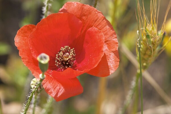 Amapolas de campo. Flores rojas en la naturaleza