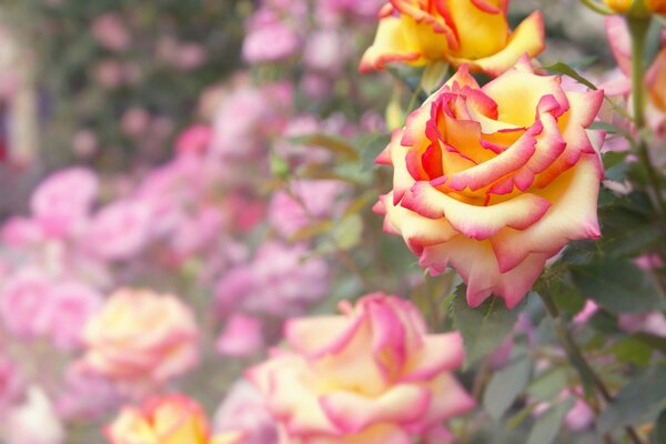 Lebende orange Rose im Garten