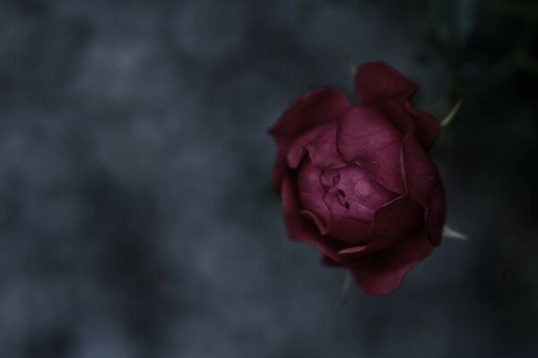 Burgundy bud on a gray background