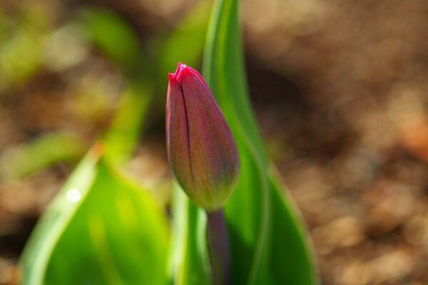 Frühlingsblume Bildschirmtapete