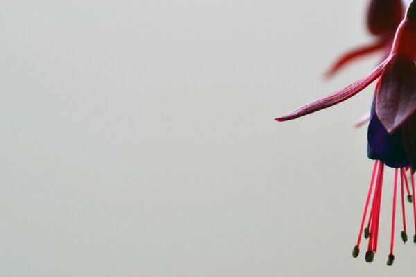 Fleur avec de longues étamines rouges