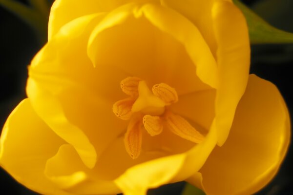 Flor amarilla sobre fondo oscuro