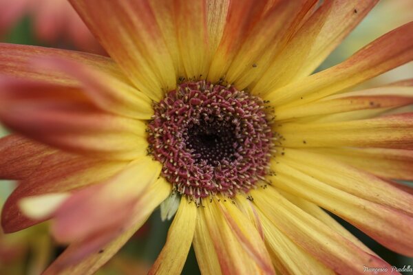 Belle fleur. Flore. Camomille jaune