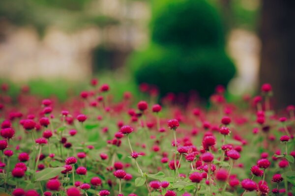 A large field of pink flowers