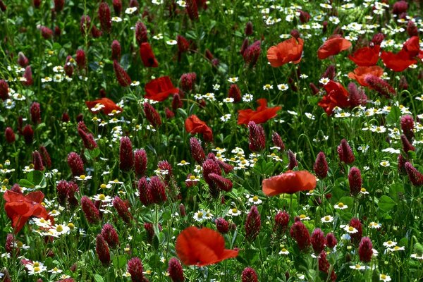 Flores de bardo y margaritas en el campo