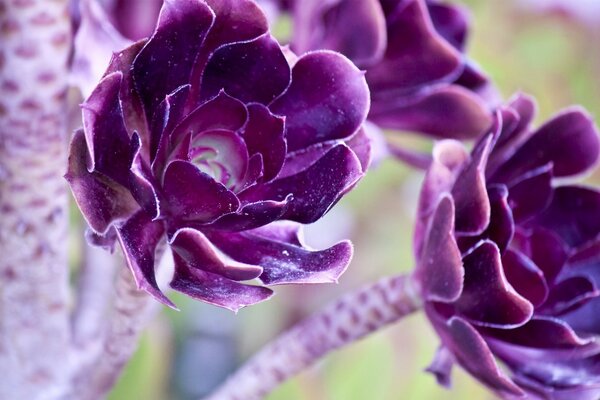 Primo piano di fiori viola insoliti