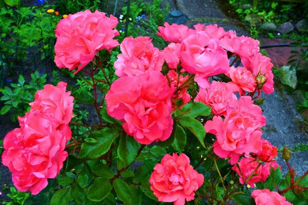 Pink flowers in a green garden