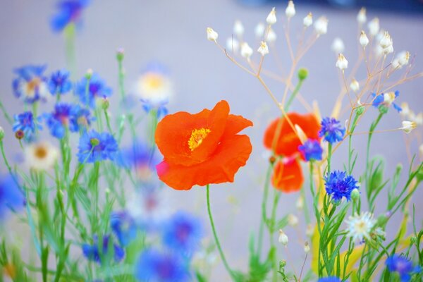 Feldblumen. Natürliche Pflanzen