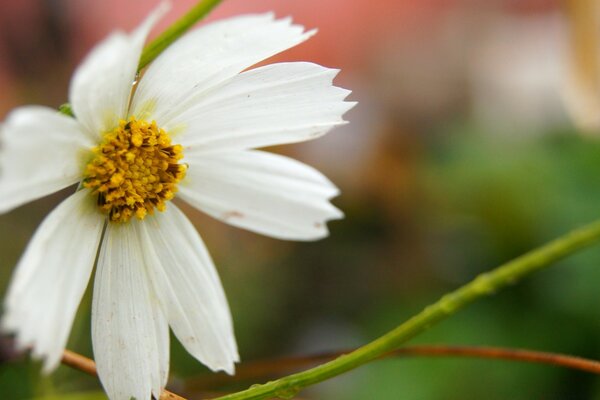 模糊背景上的白色cosmea