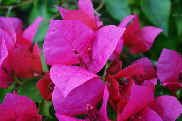 Pink flowers on a green background of leaves