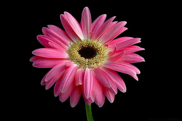 Pink flower on a black background