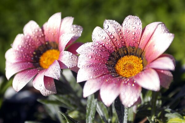 Two pink and white flowers on the lawn