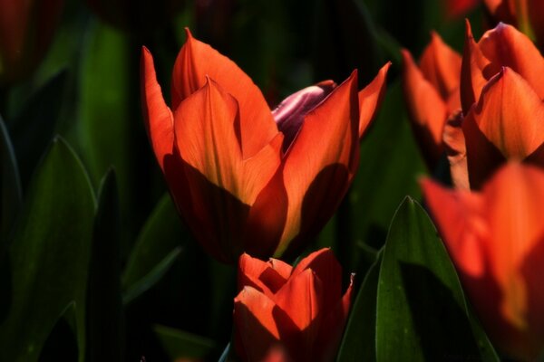 Tulipas vermelhas. Floricultura. Natureza