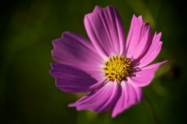 Macrosemka fiore giallo tre