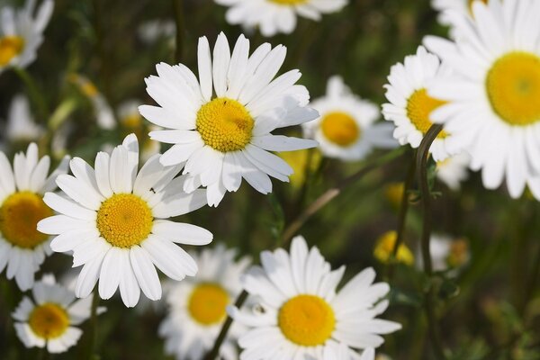 Lots of beautiful white daisies