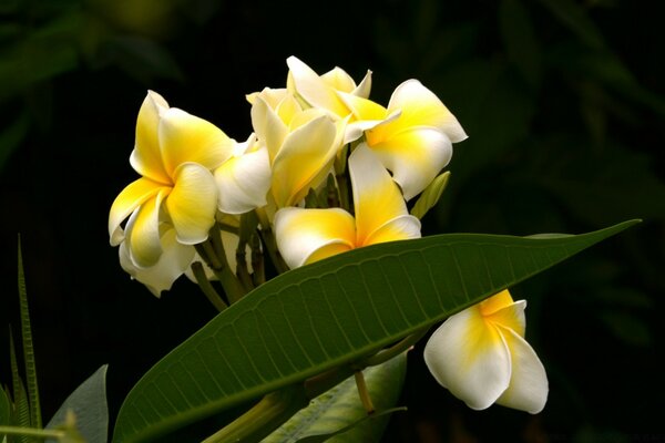 Macro d une fleur tropicale dans un champ