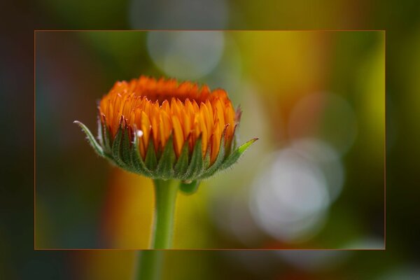 An unopened yellow flower