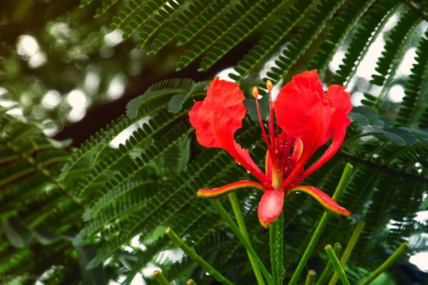 Wildlife. Plants. The fern is blooming