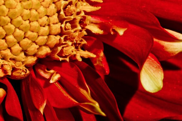 Red flower close-up