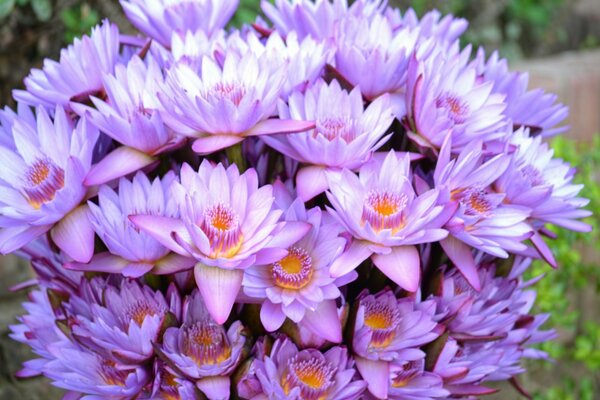 Lots of purple flowers