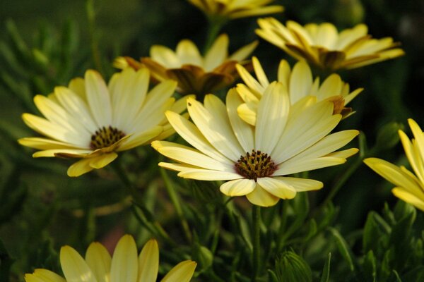 Frühlingsblumen auf Tapete