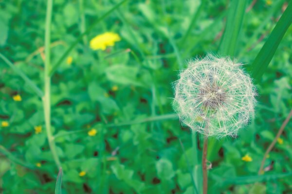 Macro shooting of a dandelion flower in the field