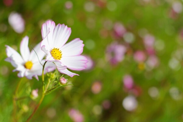 Beautiful cosmea. Summer meadow. The greenery of summer