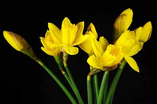 Bright yellow daffodils on a black background