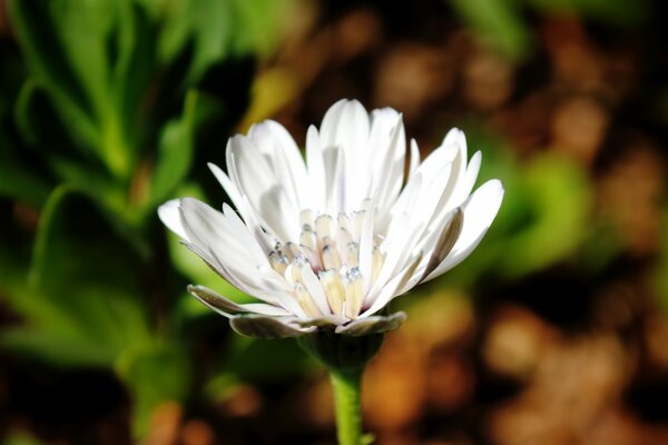 Fleur blanche dans un monde sombre