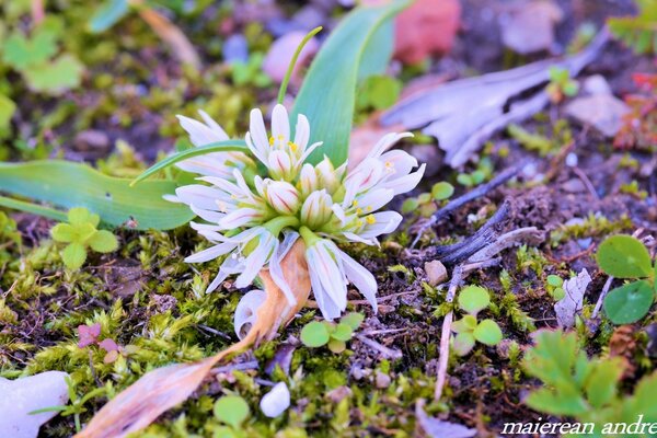 La fleur étendit sa feuille sur le sol