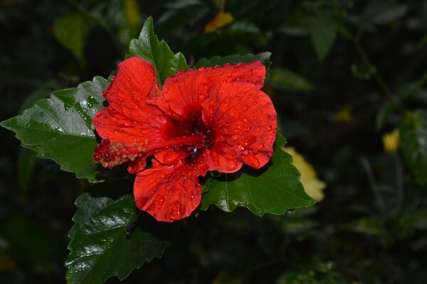 Fleur rouge avec des feuilles mouillées sur fond sombre