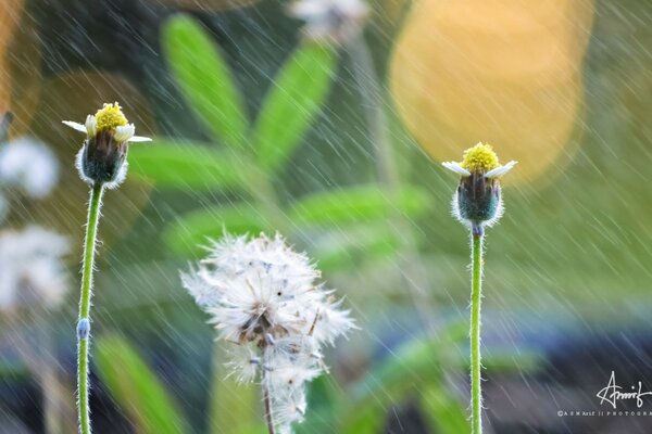 Flores silvestres Ao ar livre