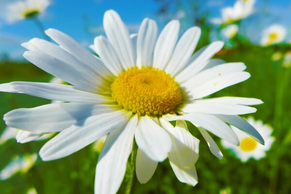 Campo de manzanilla. Fotos de flores para el protector de pantalla en el Escritorio