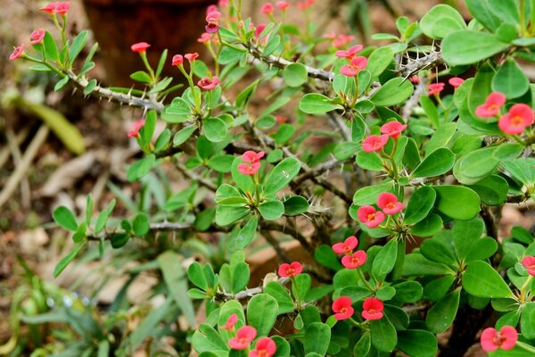 Red flowers. Wildflowers. Bush