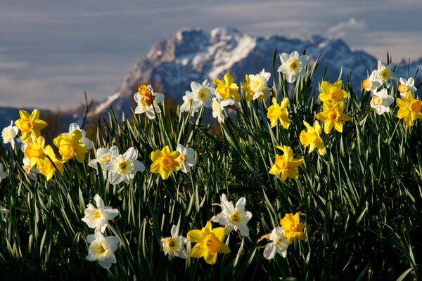 Spring daffodils bloom in the mountains