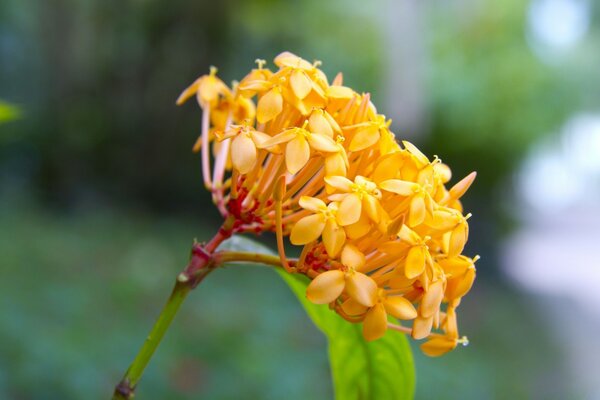 Yellow flowers. Field plants