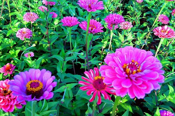 Gartenblumen sind im Sommer sehr bunt