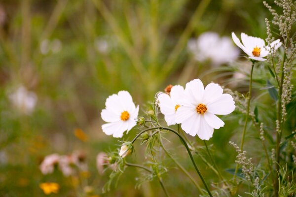 Weiße Blumen auf dem Rasen. Flora