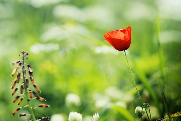 Macro shooting of a poppy flower in the field