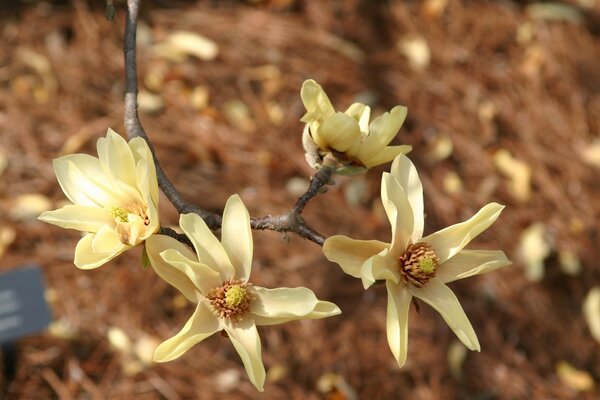 Branche de fleurs jaunes grossièrement