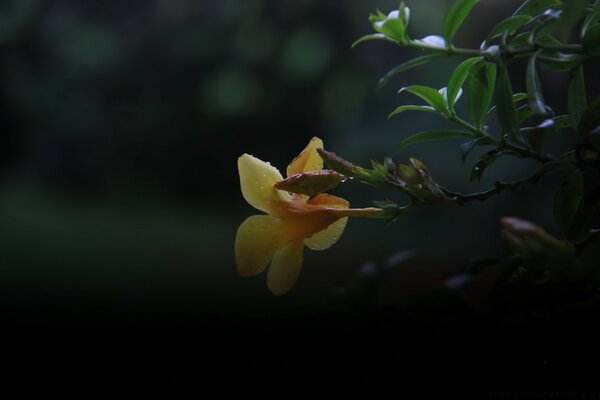 Flor amarilla. Follaje. Fondo borroso oscuro