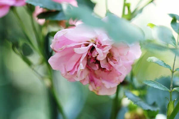 Bush rose in nature