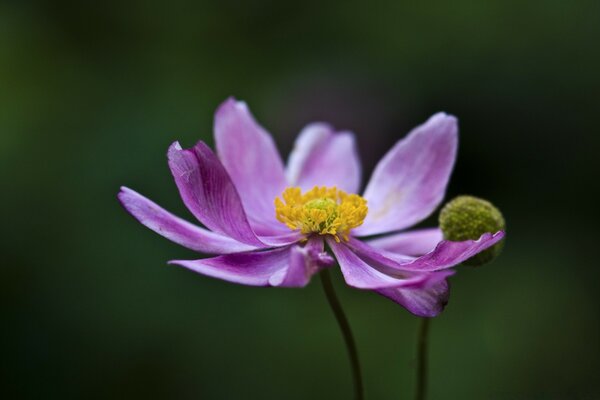 Macro d une fleur pourpre dans un champ