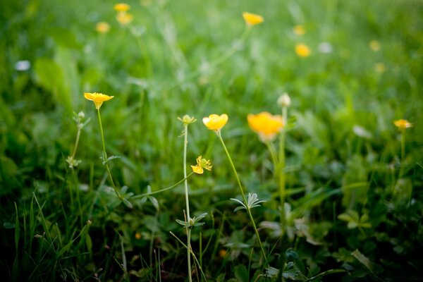 Prairie verte avec des fleurs jaunes sur fond