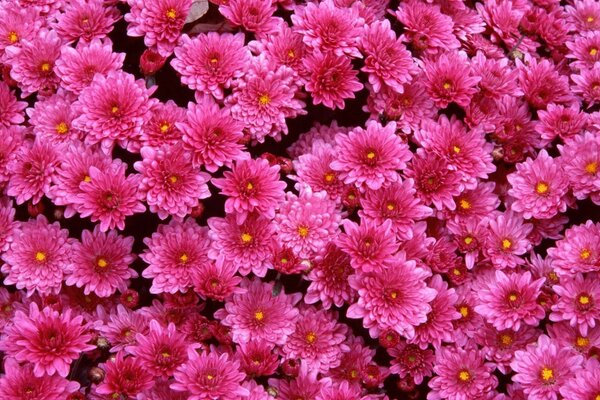 Makrosammlung von violetten Blüten im Feld