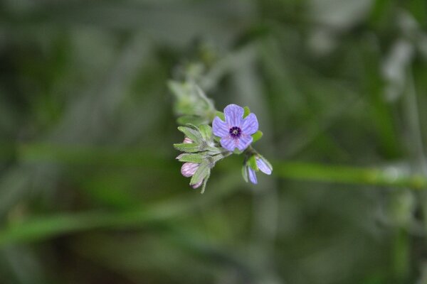 Piccolo fiore in erba verde