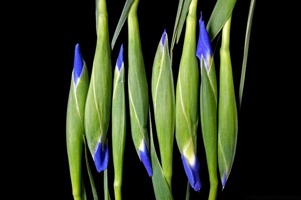 Ungelöste Blumen auf schwarzem Hintergrund